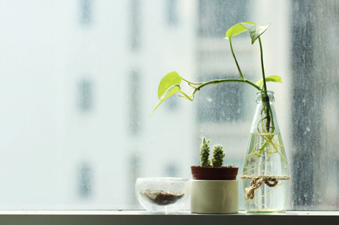 Plantas de interior: Salud para tu hogar